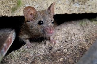 Ako sa zbaviť myší? Vyskúšajte tieto účinné spôsoby