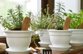Ktoré aromatické bylinky sú najvhodnejšie na pestovanie v byte?