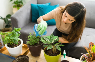 TOP tipy, ako udržať listy izbových rastlín lesklé a zdravé