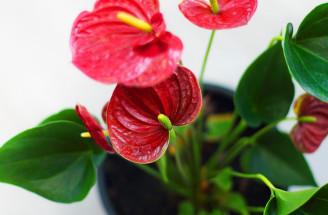 Kvet ANTÚRIA: Aká je správna starostlivosť o túto izbovú rastlinu?