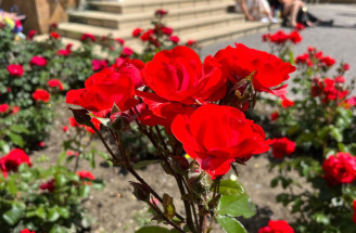 Ruža - kráľovná kvetov: Prečo sa jej u susedov darí a u mňa nie?