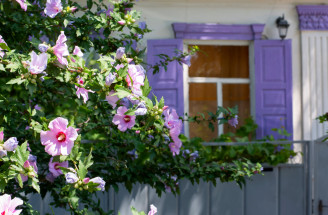 Najkrajšie kvitnúce kríky: Ozdobte svoju záhradu týmito kráskami