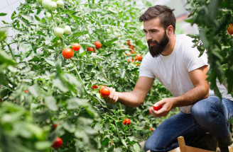 Neobvyklá metóda pestovania paradajok: Toto musíte určite vyskúšať!